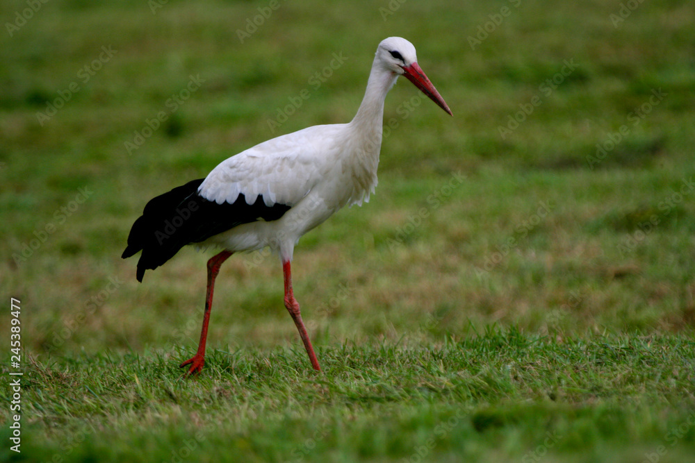 Fototapeta premium White Stork hunting within green grassland
