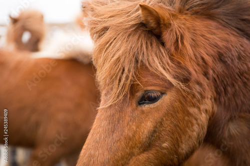 Fototapeta Naklejka Na Ścianę i Meble -  Islandpferd