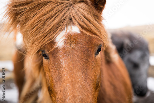 Fototapeta Naklejka Na Ścianę i Meble -  Islandpferd