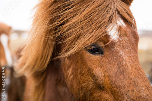 Fototapeta Naklejka Na Ścianę i Meble -  Islandpferd