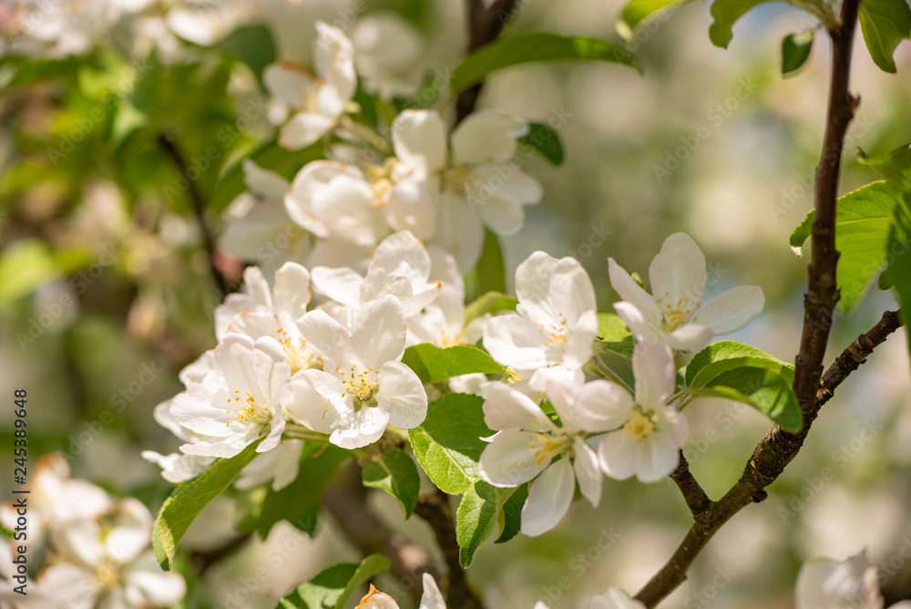 Apple tree blossom in spring in front of blurred background Apple tree blossom in spring in front of blurred background