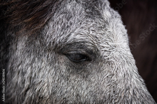 Fototapeta Naklejka Na Ścianę i Meble -  Islandpferd