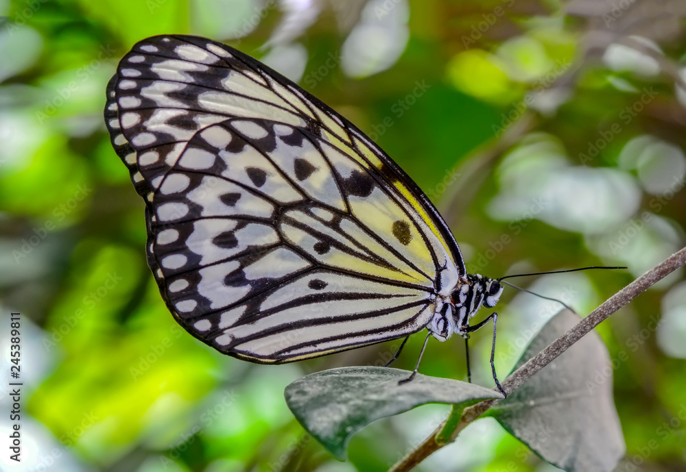 Closeup beautiful butterfly sitting on flower Closeup beautiful butterfly sitting on flower