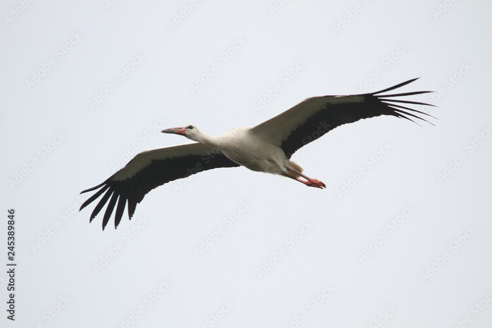 Obraz premium White Stork in flight (full wingspan) isolated with light sky in the background