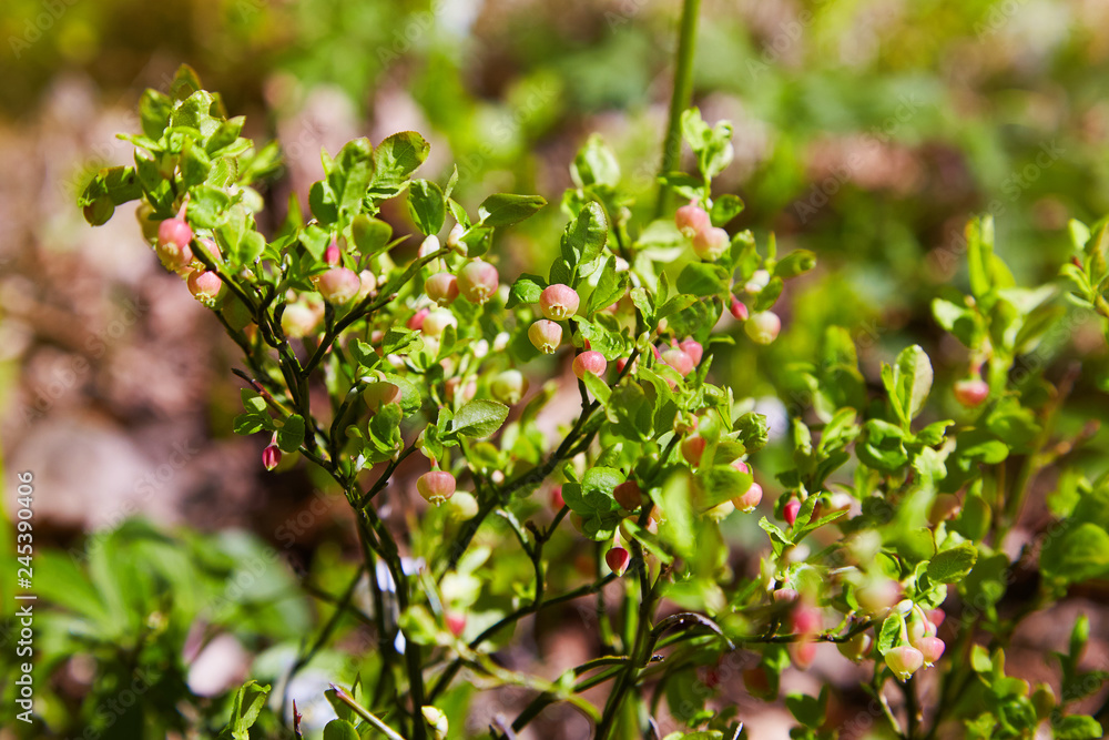 A shrub of European blueberry (Vaccinium uliginosum)  in bloom in the forest in May. Bushes with Green unripe blueberry in early spring. Wild Young blueberry in blooming. 