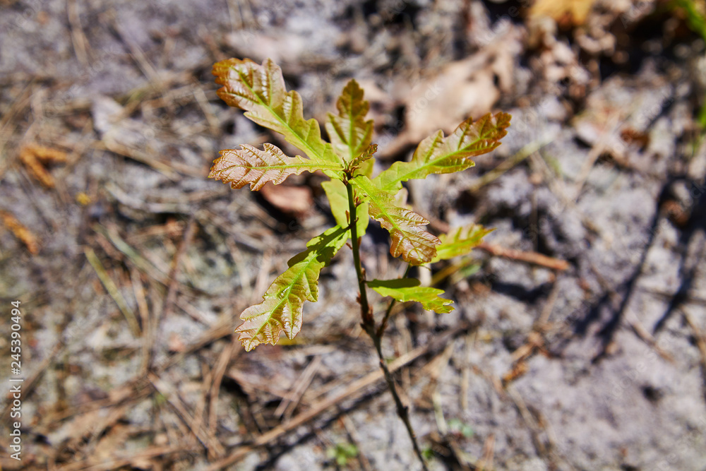 Oak tree sprout with green leaves on soil background among cones sunlight. Ecology and forest saving concept. Top view Oak tree sprout with green leaves on soil background among cones sunlight. Ecology and forest saving concept. Top view