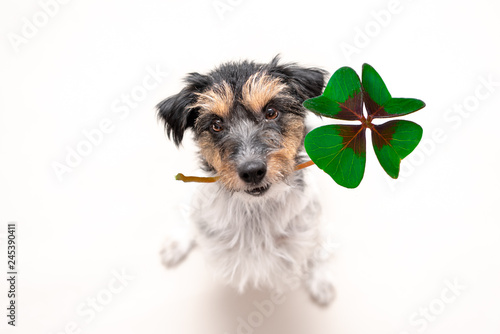 Fototapeta Naklejka Na Ścianę i Meble -  Jack Russell Terrier dog is holding a four-leaf clover lucky charm and looking up