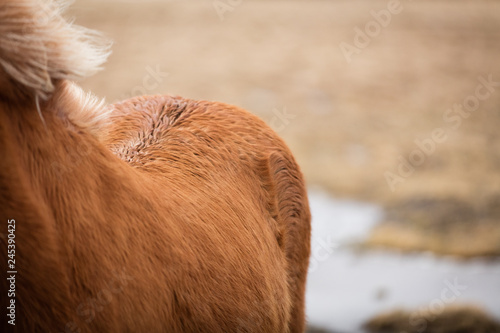 Fototapeta Naklejka Na Ścianę i Meble -  Islandpferd