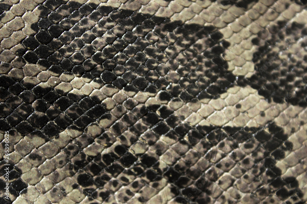 Genuine leather snake and scales the view from the top Genuine leather snake and scales the view from the top