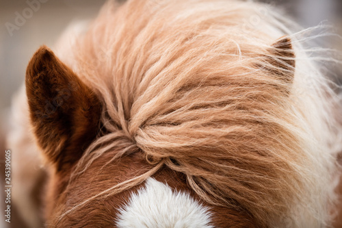 Fototapeta Naklejka Na Ścianę i Meble -  Islandpferd