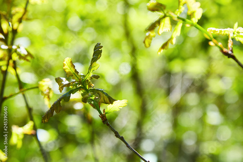 Branch with young oak leaves in the forest