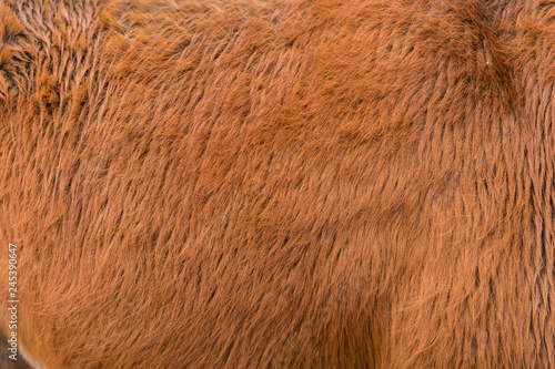 Fototapeta Naklejka Na Ścianę i Meble -  Islandpferd