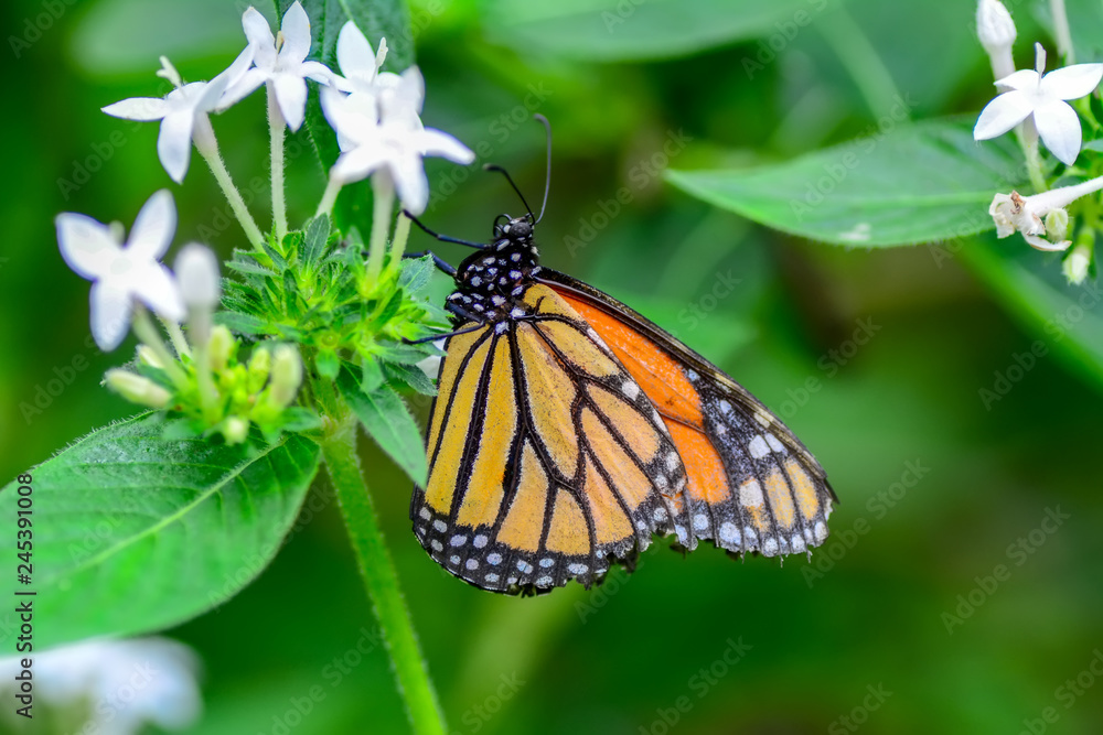 Closeup beautiful butterfly sitting on flower Closeup beautiful butterfly sitting on flower