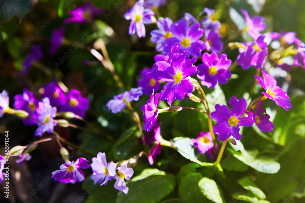 Pink primula vulgaris, primrose. Flowering Pink Primula (Primula Vulgaris. Bright Pink). Gardening Pink primula vulgaris, primrose. Flowering Pink Primula (Primula Vulgaris. Bright Pink). Gardening