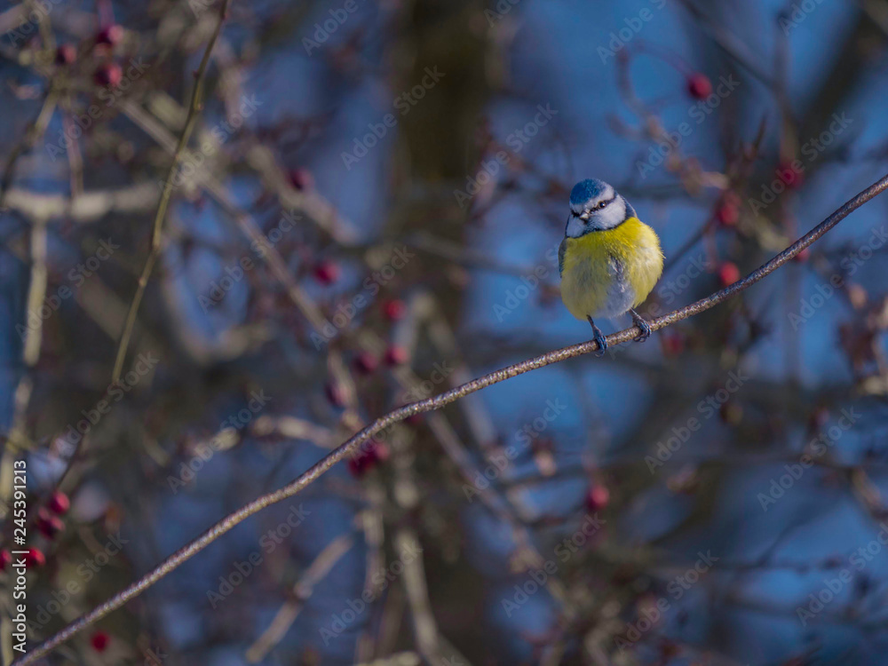 Mésange Mésange