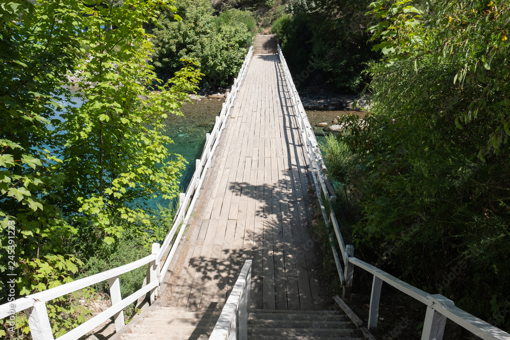 bridge in the forest