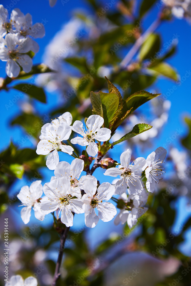Obraz premium Flowering fruit tree on a spring day