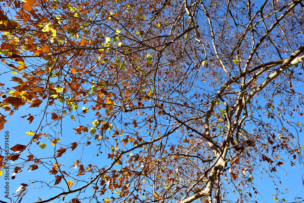 autumn leaves on blue sky autumn leaves on blue sky