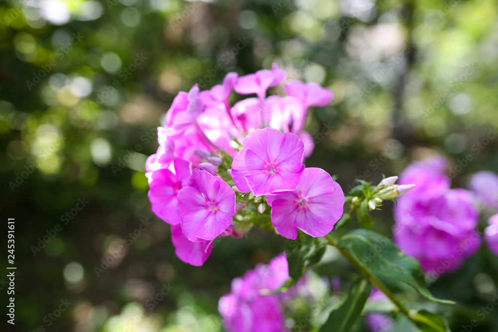 Purple flower in the garden. Rustic style background in the village. Purple flower in the garden. Rustic style background in the village.