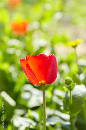 Fototapeta Naklejka Na Ścianę i Meble -  Group of colorful tulips lit by sunlight. Soft selective focus, tulips close up, toning. Bright colorful tulip photo background