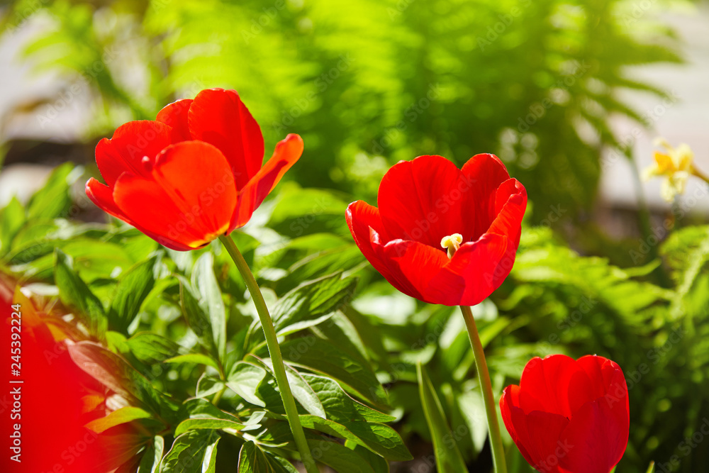 Group of colorful tulips lit by sunlight. Soft selective focus, tulips close up, toning. Bright colorful tulip photo background Group of colorful tulips lit by sunlight. Soft selective focus, tulips close up, toning. Bright colorful tulip photo background