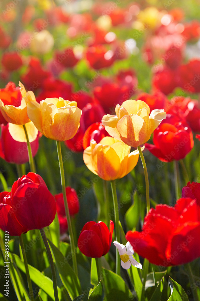 Obraz premium Grupa kolorowe tulipany oświetlone światłem słonecznym. Miękkie selektywne focus, tulipany z bliska, tonowanie. Tło jasny kolorowy tulipan zdjęcie