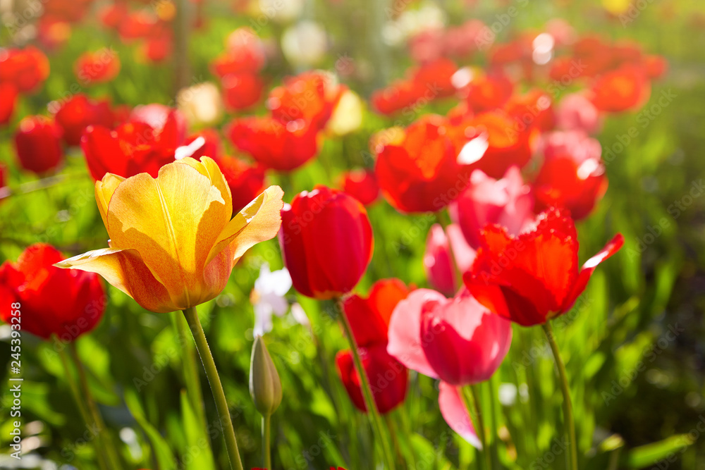 Group of colorful tulips lit by sunlight. Soft selective focus, tulips close up, toning. Bright colorful tulip photo background Group of colorful tulips lit by sunlight. Soft selective focus, tulips close up, toning. Bright colorful tulip photo background