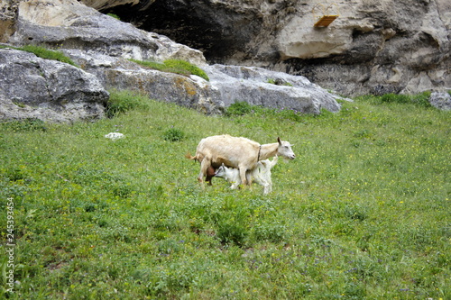 Goat kid with his mom. Photo of tenderness.