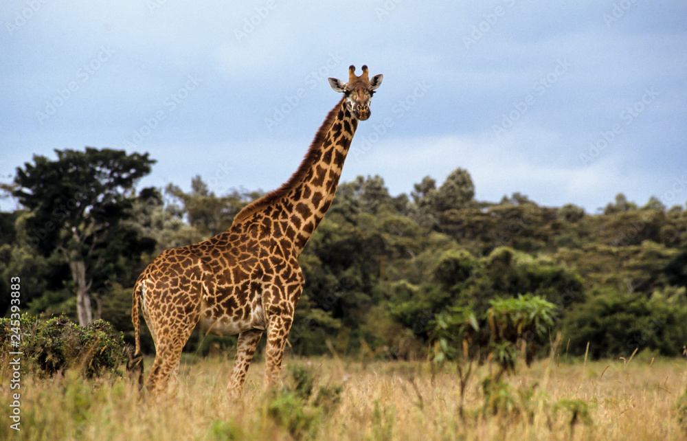 Fototapeta premium Żyrafa Masai, żyrafa camelopardalis tippelskirchi, Rezerwat Masai Mara, Kenia