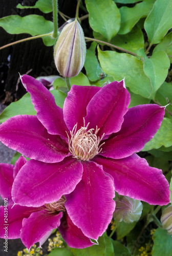 Clematite, Clematis, 'Mrs James Mason' photo