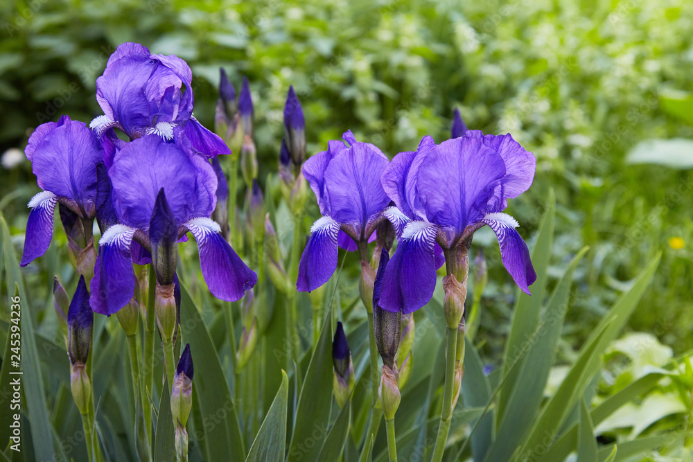 Violet-blue flowers of  bearded iris (Iris germanica) on a green background of meadow grasses
