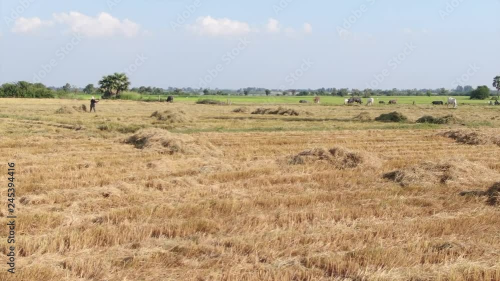 Aerial fly low and slow across hay stacks of rice stalks and dry field towards a farmer raking in a harvested field in Asia. Camera continues as farmer moves off screen. Aerial fly low and slow across hay stacks of rice stalks and dry field towards a farmer raking in a harvested field in Asia. Camera continues as farmer moves off screen.