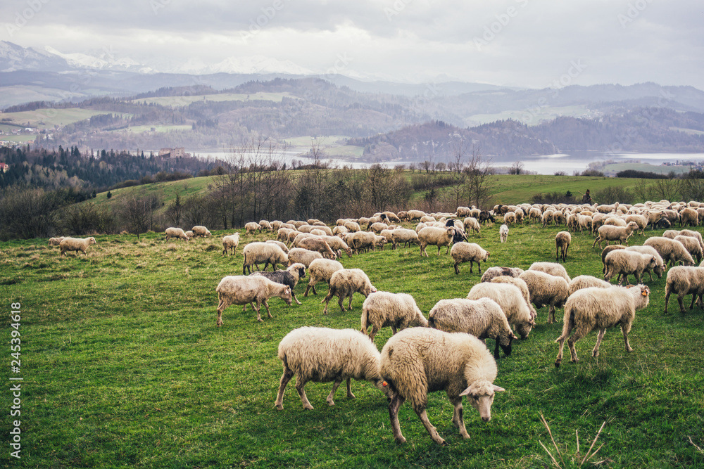 Fototapeta premium Sheep herd on a hill in Poland