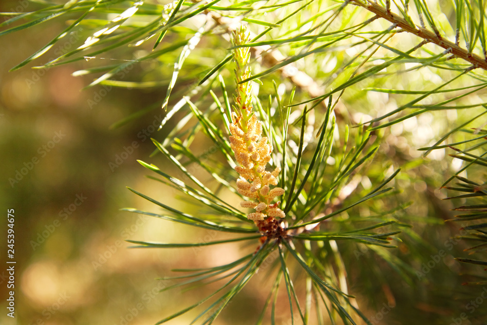 Young pine bud (cone). Pine kidney. Kidney coniferous tree close-up.