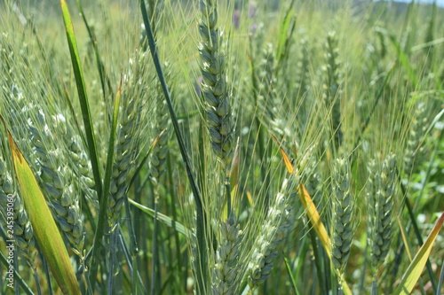 Champ de blé