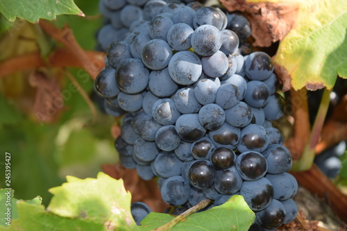 Grappe de raison