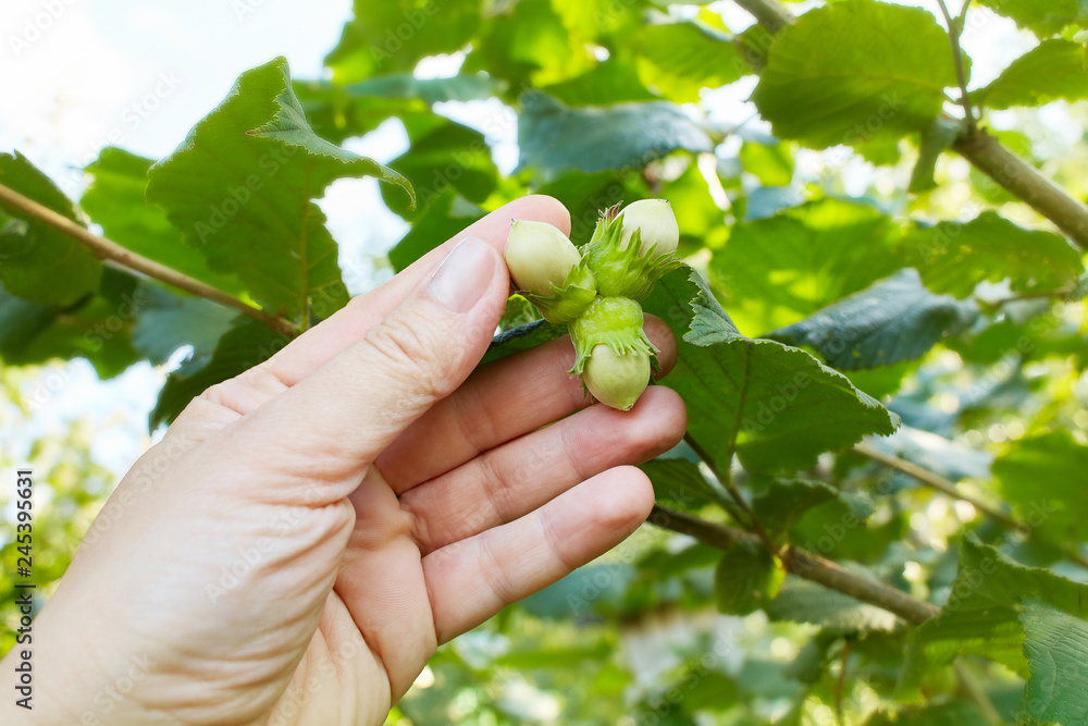 Human hand holding green hazelnuts on the branch. Nuts of the filbert growing. Hazelnut tree, hazelnuts ready to pick. Selective focus Human hand holding green hazelnuts on the branch. Nuts of the filbert growing. Hazelnut tree, hazelnuts ready to pick. Selective focus