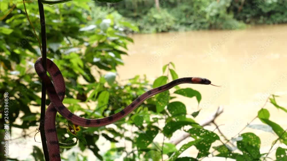 Tropical Flat Snake (Siphlophis compressus) climbing in a vine with an Amazonian river in the background in the rainforest, Ecuador. Tropical Flat Snake (Siphlophis compressus) climbing in a vine with an Amazonian river in the background in the rainforest, Ecuador.