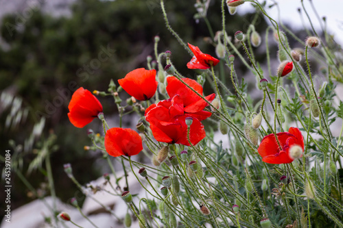 Fototapeta Naklejka Na Ścianę i Meble -  Red poppies  flowers close-up

