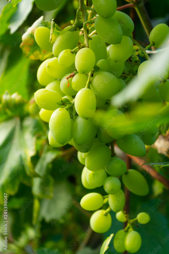 bunch of white grapes on the Bush bunch of white grapes on the Bush