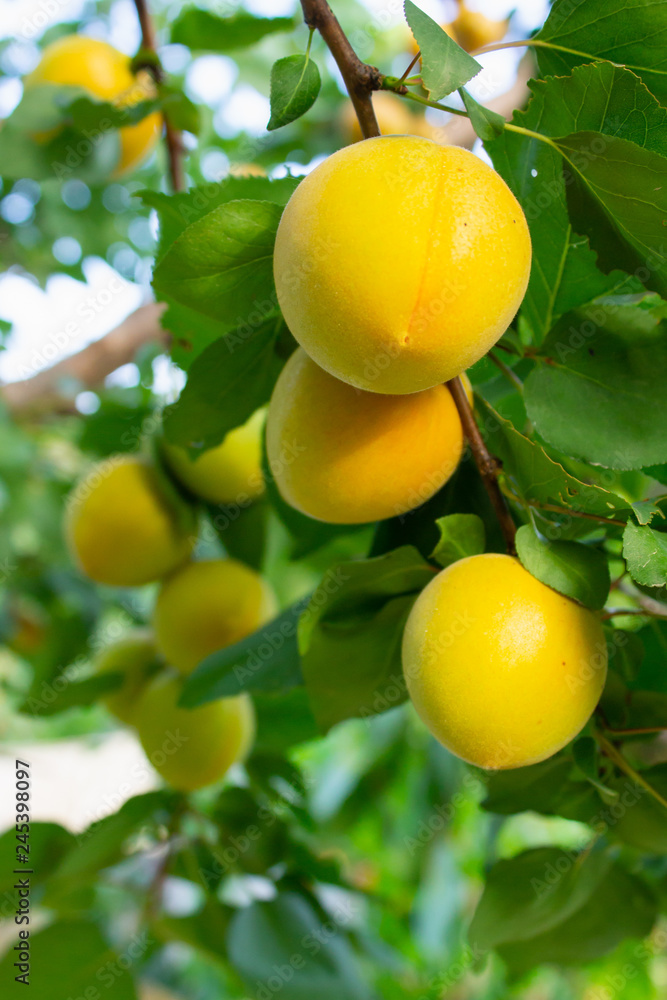 ripe apricots on a branch close-up