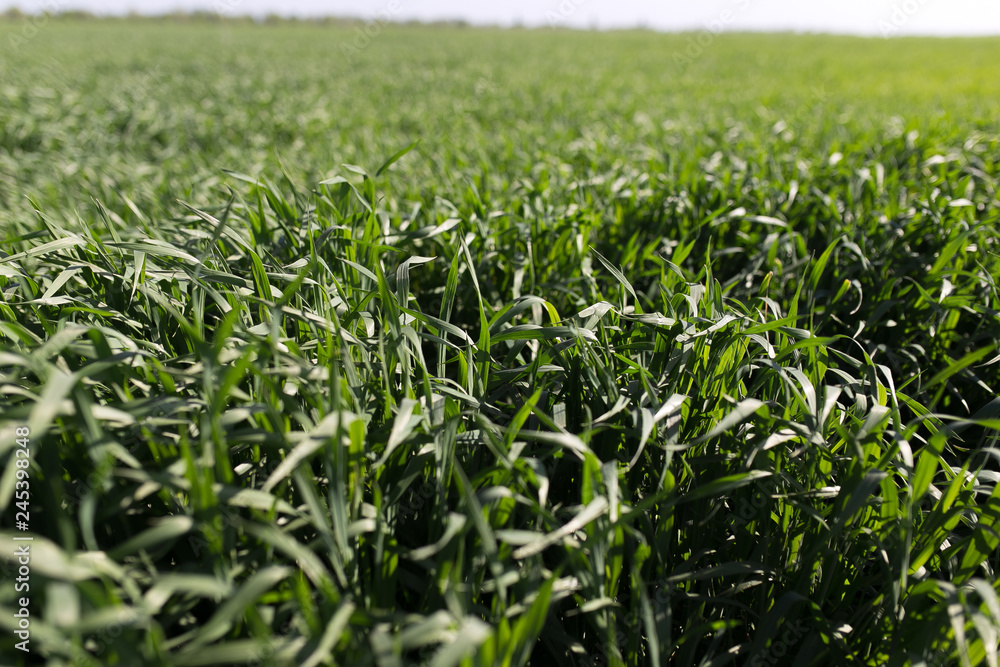Image of green grass field Image of green grass field