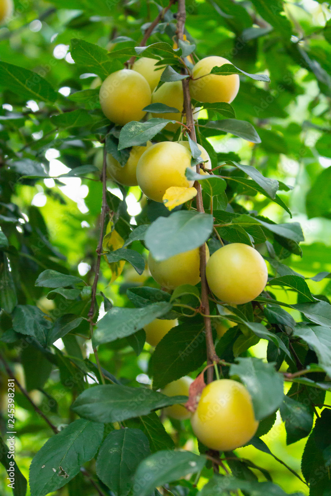 ripe apricots on a branch close-up