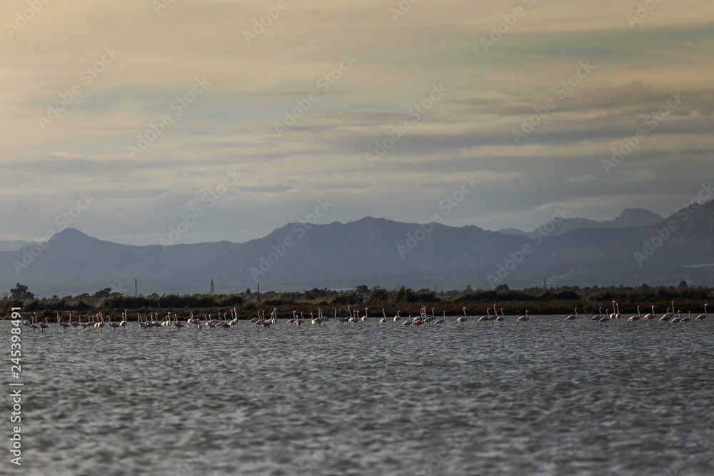 Lot of pink flamingo stand in blue salt lake and eating with rocks on background 