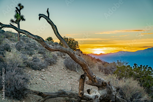 Joshua Tree