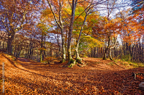 Panoramic view of a forest path on an autumn afternoon.