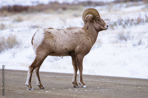 Bighorn Sheep in Winter on Road