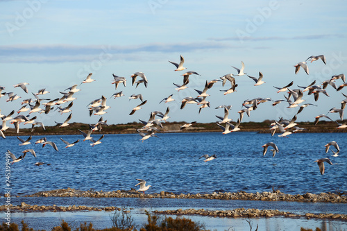 Lot of sea gulls on salt lake fly in blue sky 