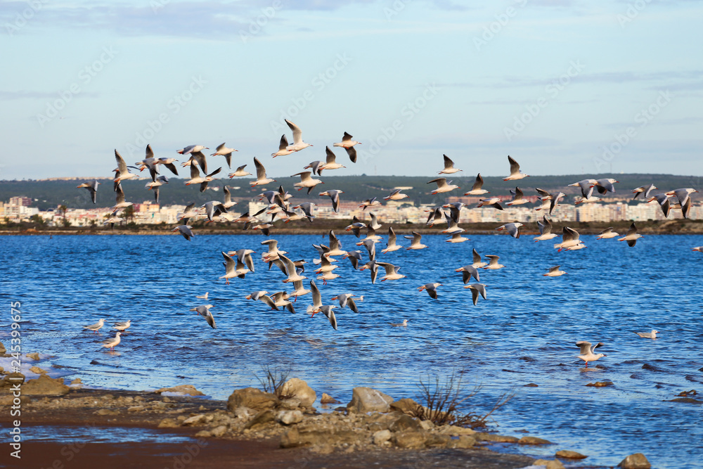 Lot of sea gulls on salt lake fly in blue sky 