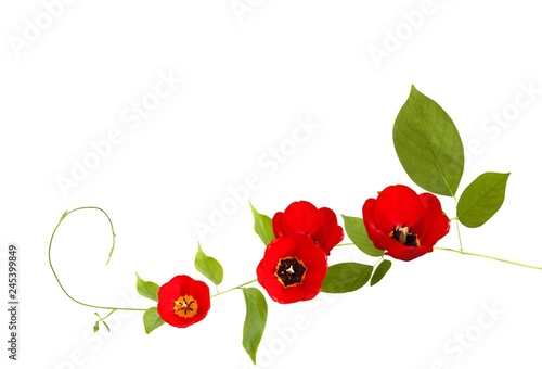 Poppy illustrations and white background for cards